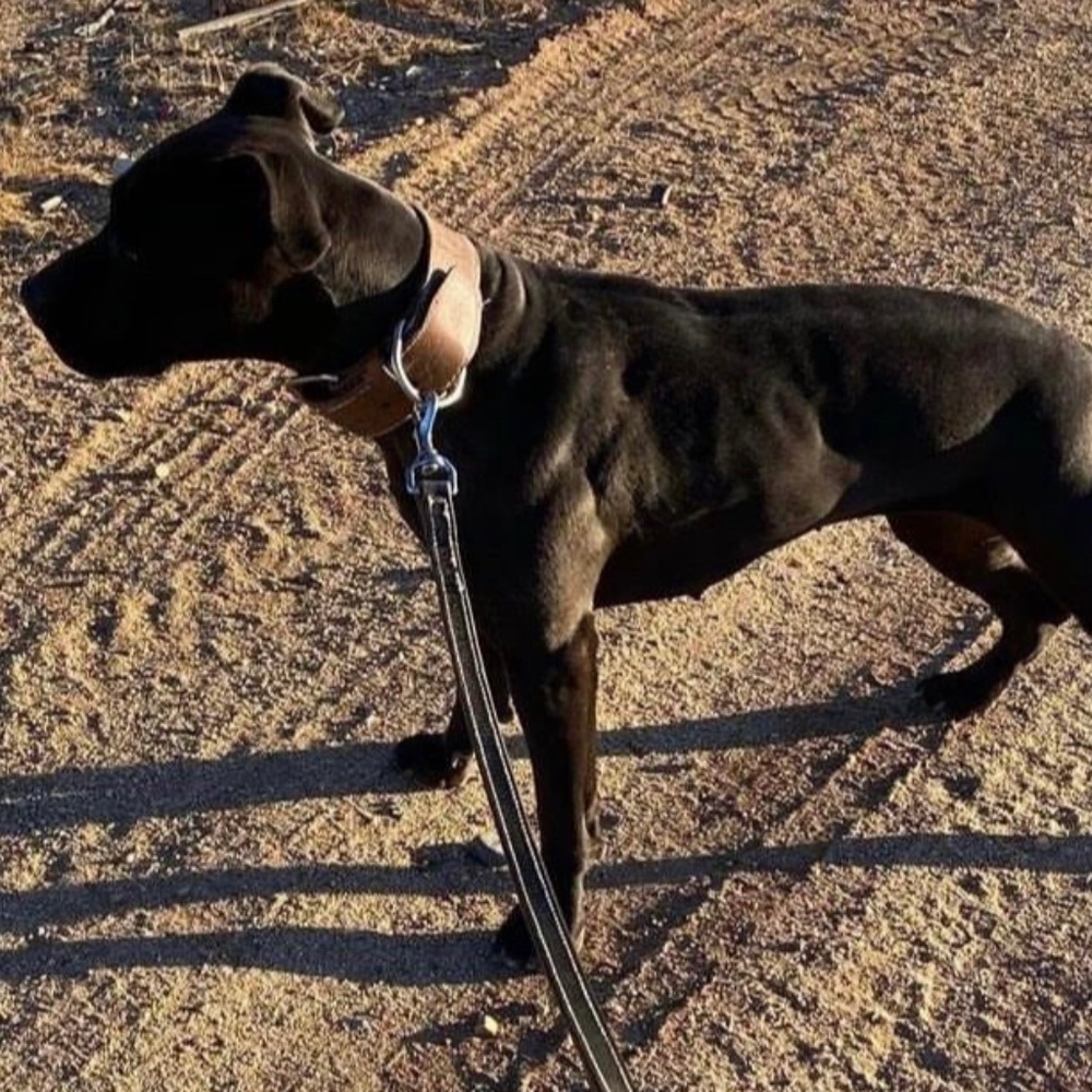 Meet your Posher, Ace